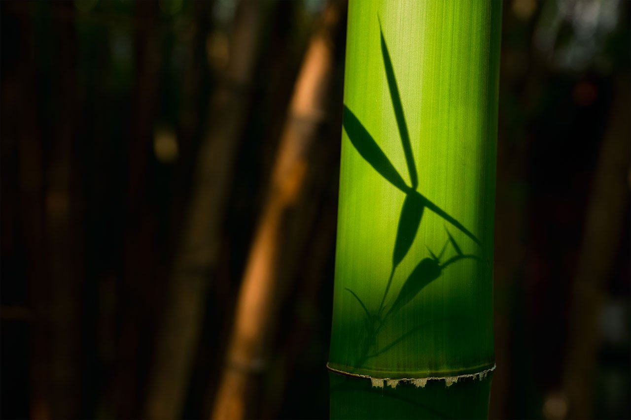 bamboo-close-up-eden-bamboo