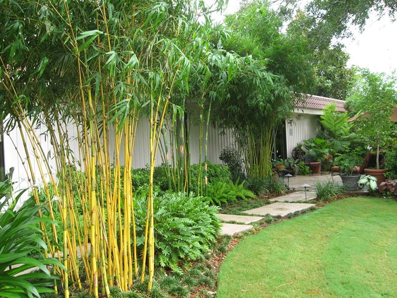 The Wonders of Asian Lemon Bamboo: A Comprehensive Guide