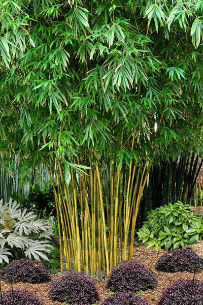 eden-bamboo-asian-lemo6
